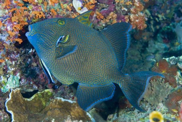 Indonesia Cleaner wrasse fish on coral reef